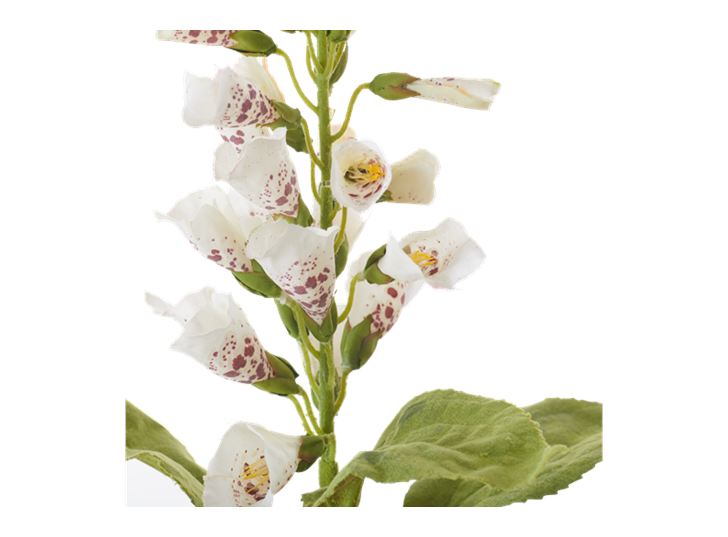 Foxglove Stem_White_Detail