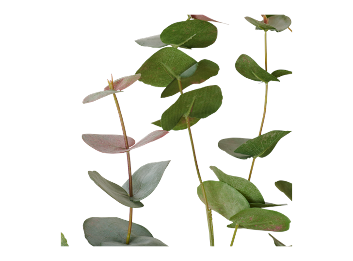 Eucalyptus Red Box Spray_Russet_Detail