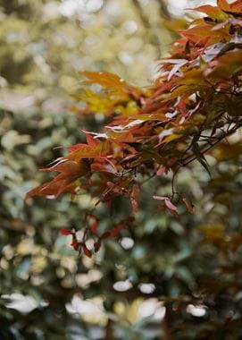 Maple Tree_Autumn Palette