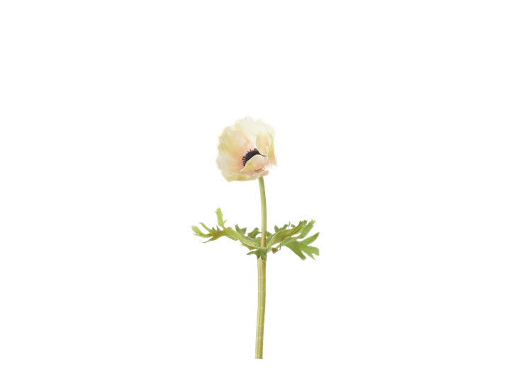 Anemone Stem_Pink_Square