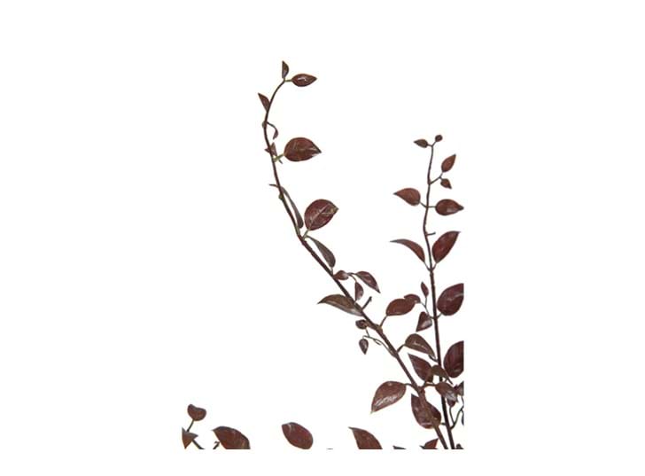 Autumn leaf stem-3