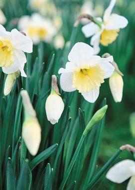Spring Flowers  04