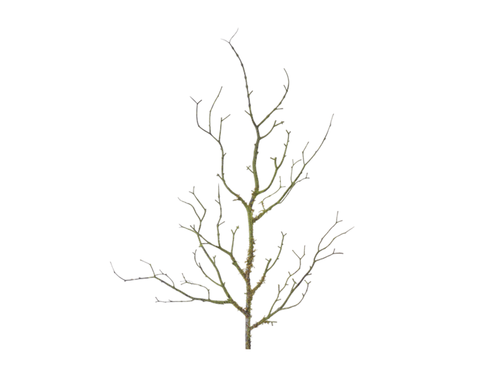 Twig Moss Brown and Green_Square