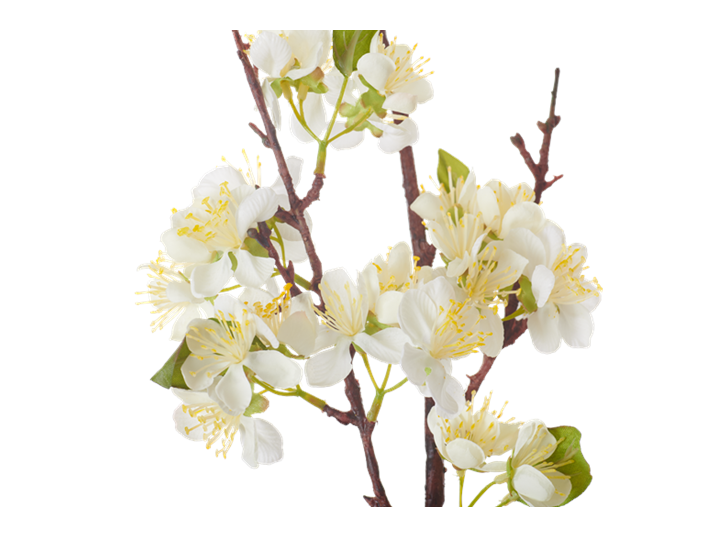 Apple Blossom_White_Detail
