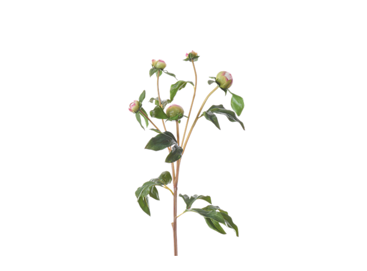 Peony Bud_Pink_Square