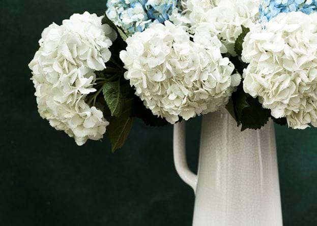 Hydrangea Stem White
