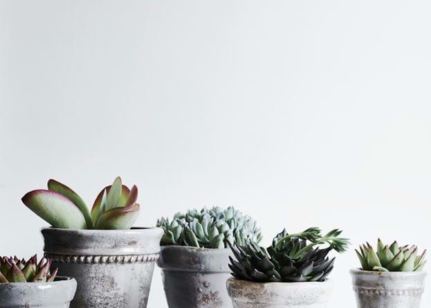 Potted Succulents Sage Pot