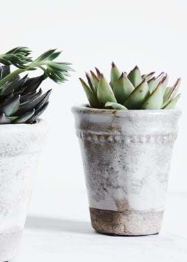 Plant Pots with Succulents 
