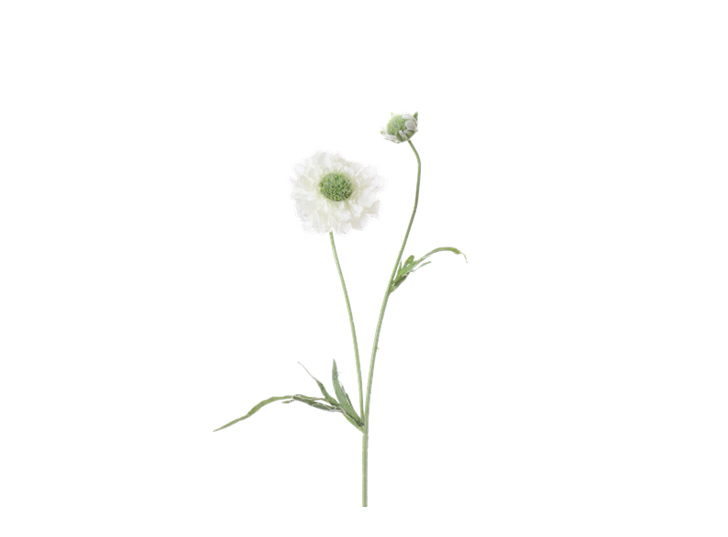 Scabiosa Stem_White_Square