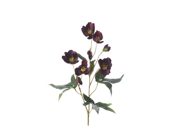 Hellebores Spray_Burgundy_Square