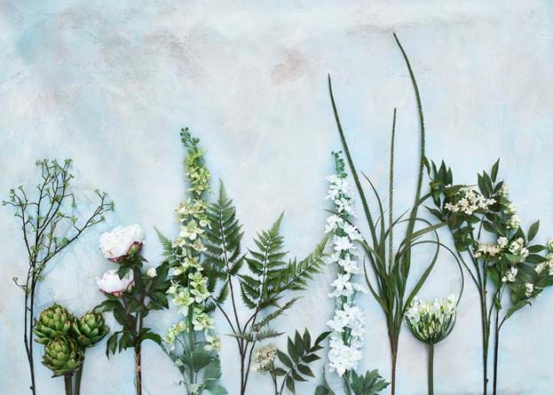 Agapanthus Stem - White