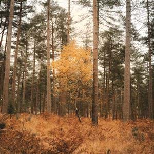 Autumn Forest stock image
