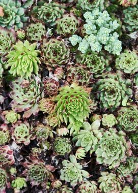 Vibrant green succulents overhead