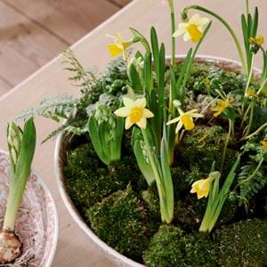 Olney Decorative Bowls_Spring Bulbs