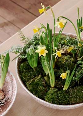Olney Decorative Bowls_Spring Bulbs