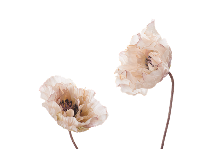 Poppy Stem_Dusky Pink_Detai