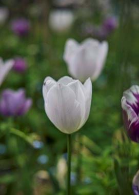 Jane Cumberbatch garden - 21/05/2021 11