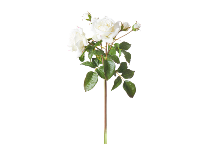 English Rose Bundle White_Front