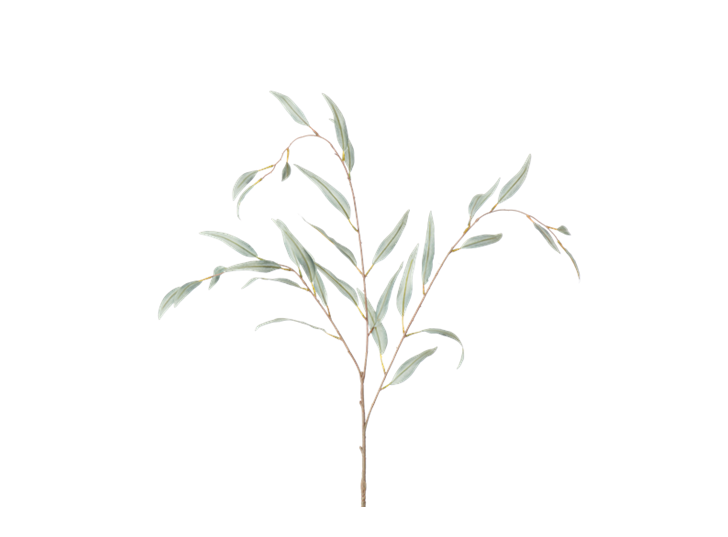 Olive Branch_Green_Square