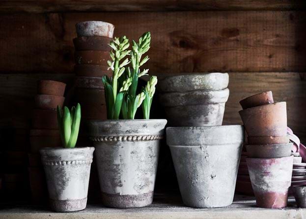 Potting Shed Tarragon Pots