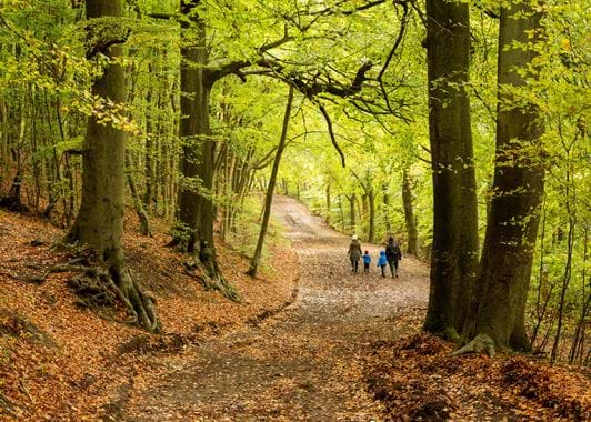 Wendover Woods
