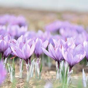 Saffron flowers 1