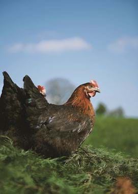 Northgate Farm_8