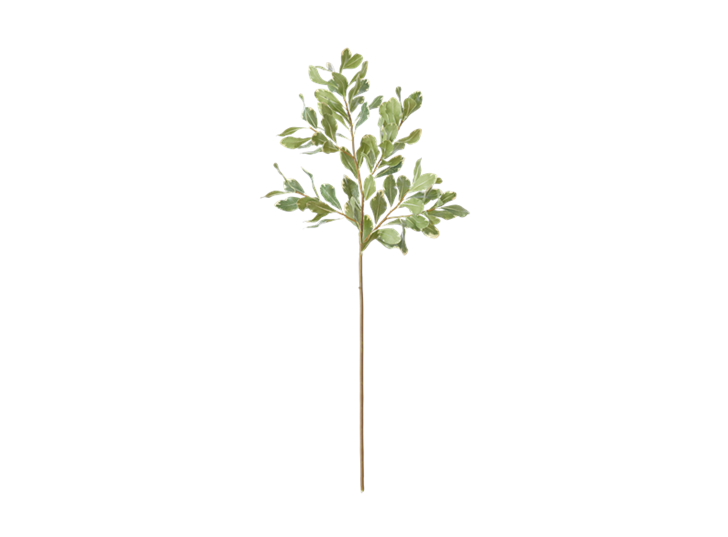Pittosporum Spray_Green_Front