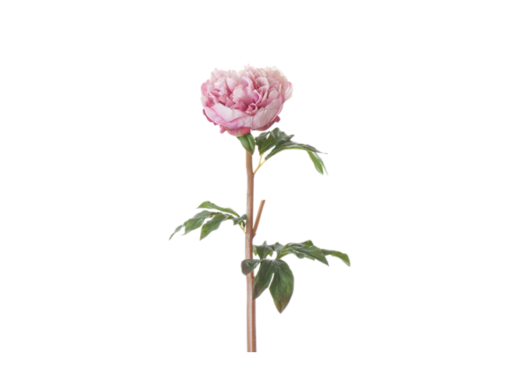 Peony Stem_Pink_Square