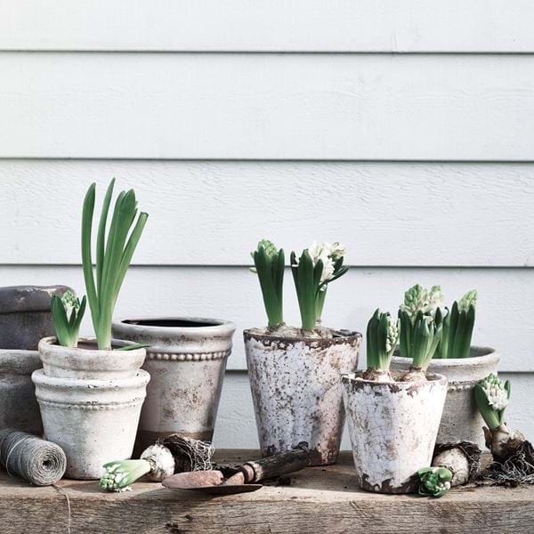 PLANT_POTS_026