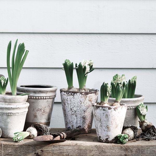 PLANT_POTS_026