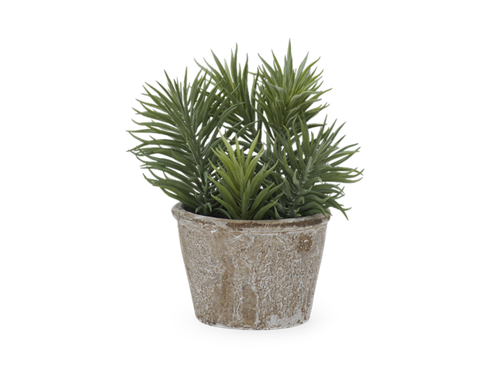 Sedum Succulent_Front