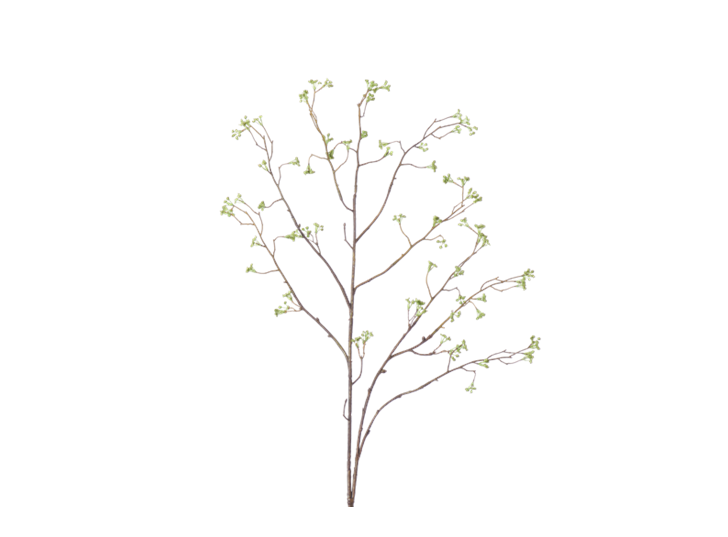 Corn Parsley Twig_Green_Square