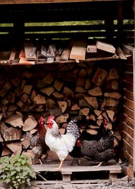 Touch Story - Faraway Farm  36