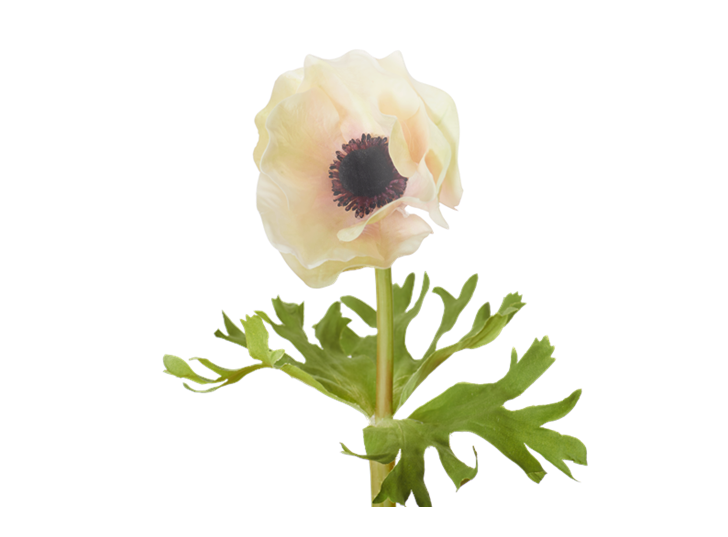 Anemone Stem_Pink_Detail