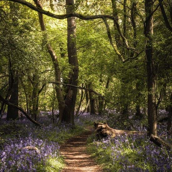 bluebells1