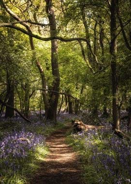 bluebells1