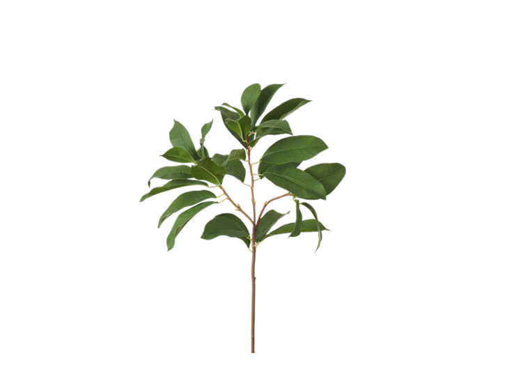 Laurel Leaf_Square