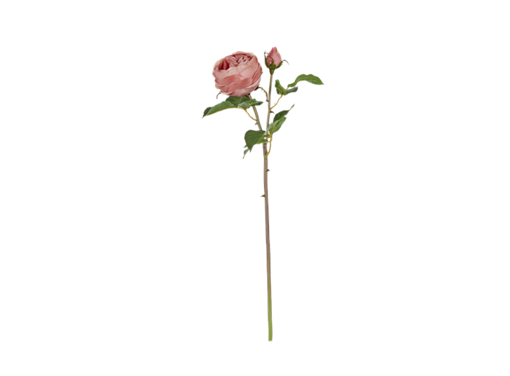 English rose warm pink_front