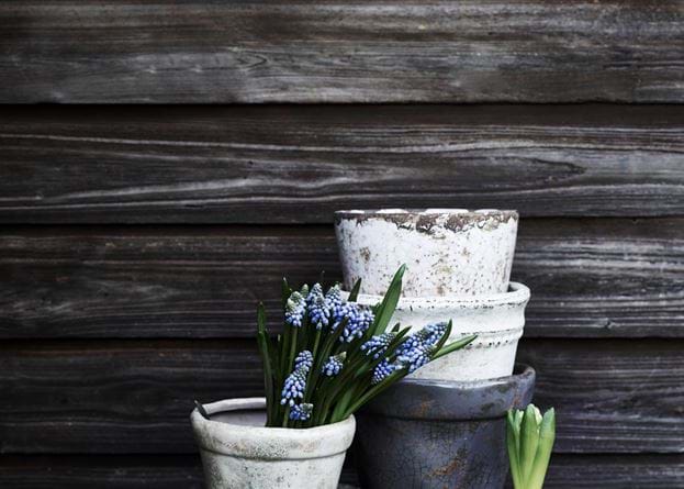 Spring Bulb Potting Plant Pots