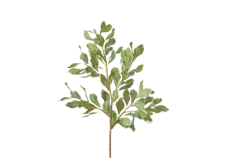 Pittosporum Spray_Green_Square
