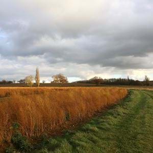 Izzi Hudson - flower pressing