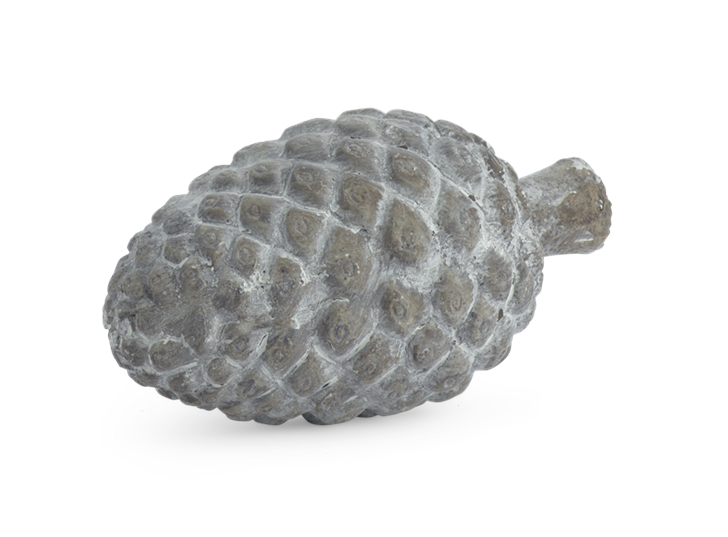 Strobus Pine Cone 1