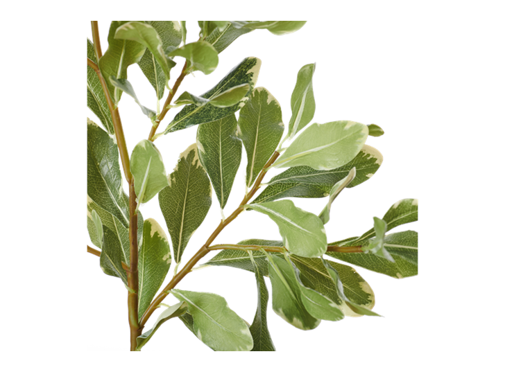 Pittosporum Spray_Green_Detail