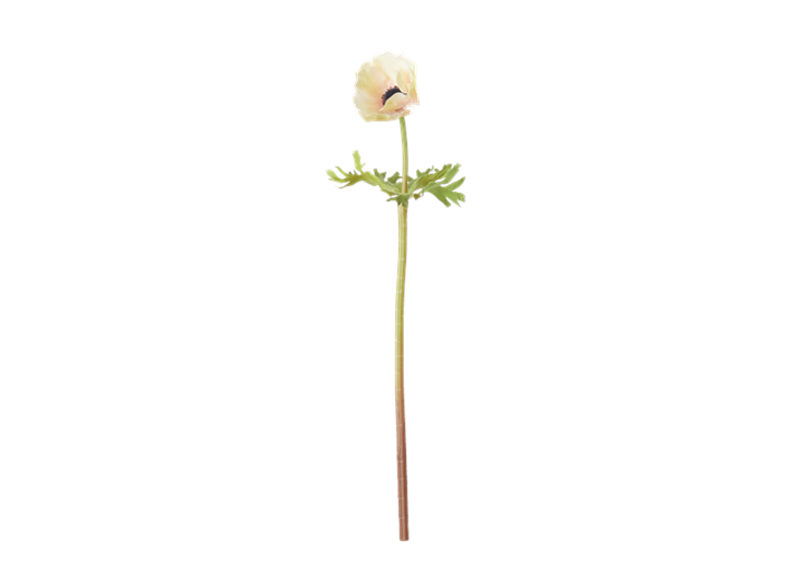 Anemone Stem_Pink_Front