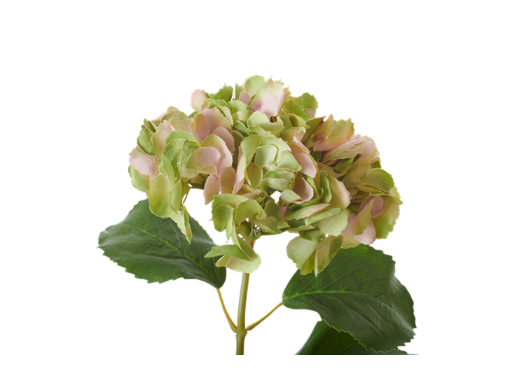 Hydrangea Stem_Soft Pink_Detail
