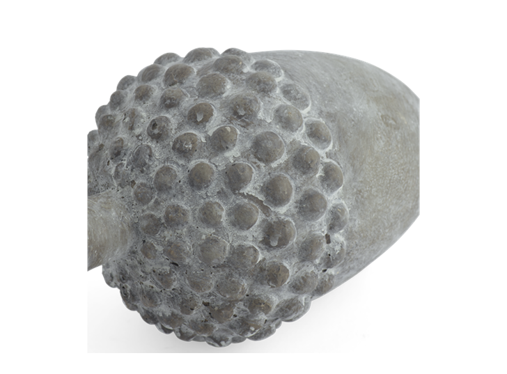 Quercus Acorn D