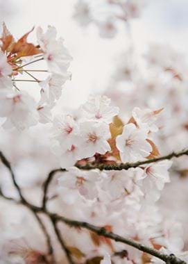 Charlotte Molesworth_ 36