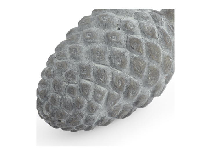 Strobus Pine Cone D
