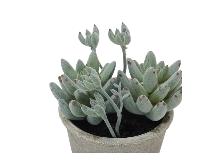Echeveria Succulent Small_Detail
